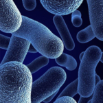 Bifidobacterium Bifidum - Global Suppleceutical Formulations