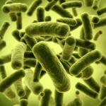 Bifidobacterium Lactis - Global Suppleceutical Formulations